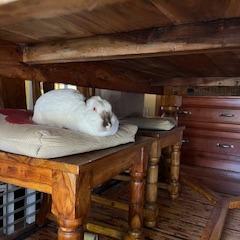 Enlarge Sandy Cheeks, a Adoptable Californian in Richmond, CA image 5/6