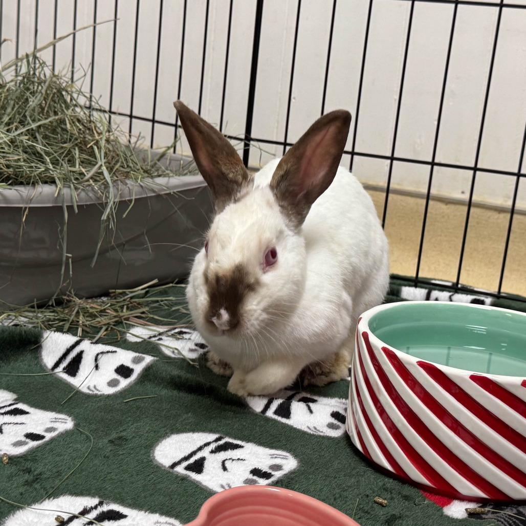 Enlarge Sandy Cheeks, a Adoptable Californian in Richmond, CA image 6/6