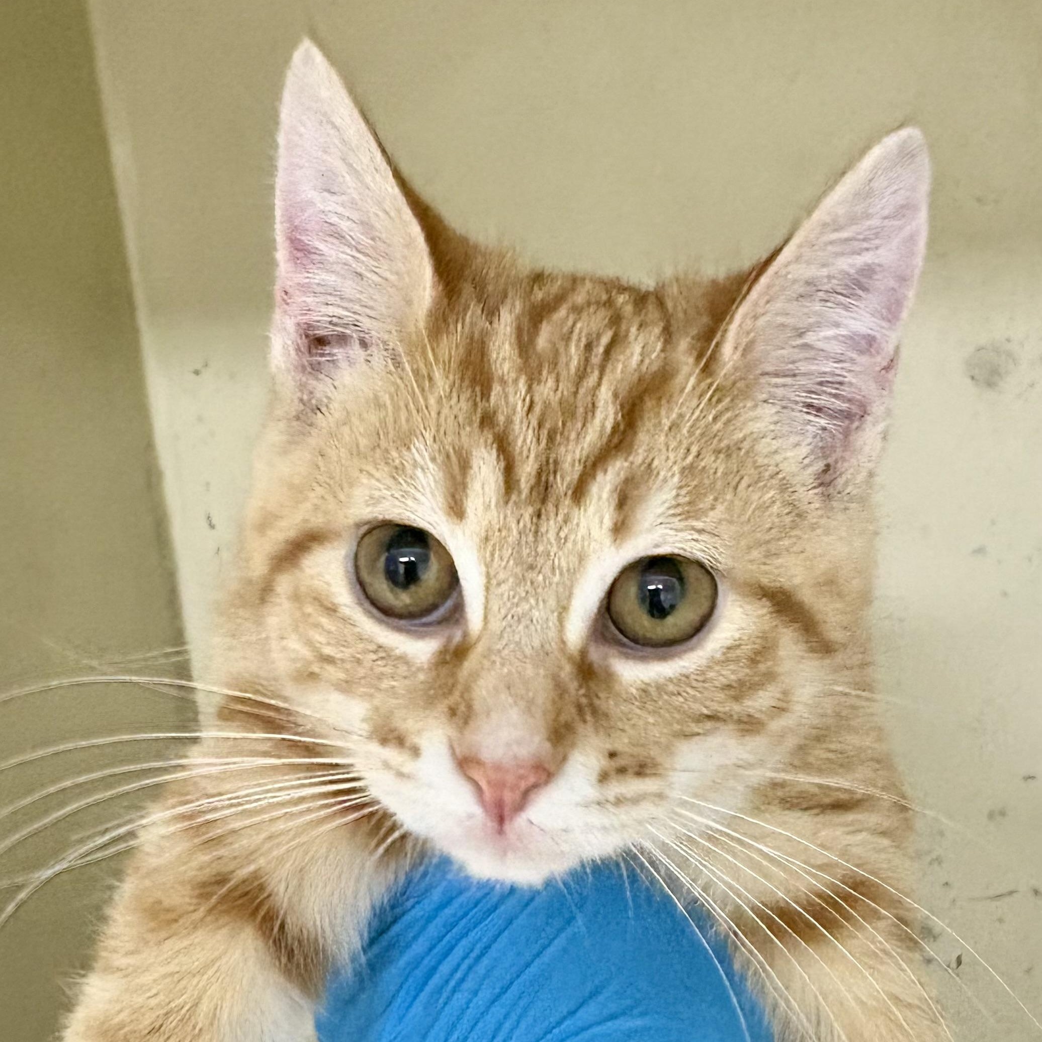 Enlarge Fuji, an adopted mixed breed in Charles City, IA image 2/4