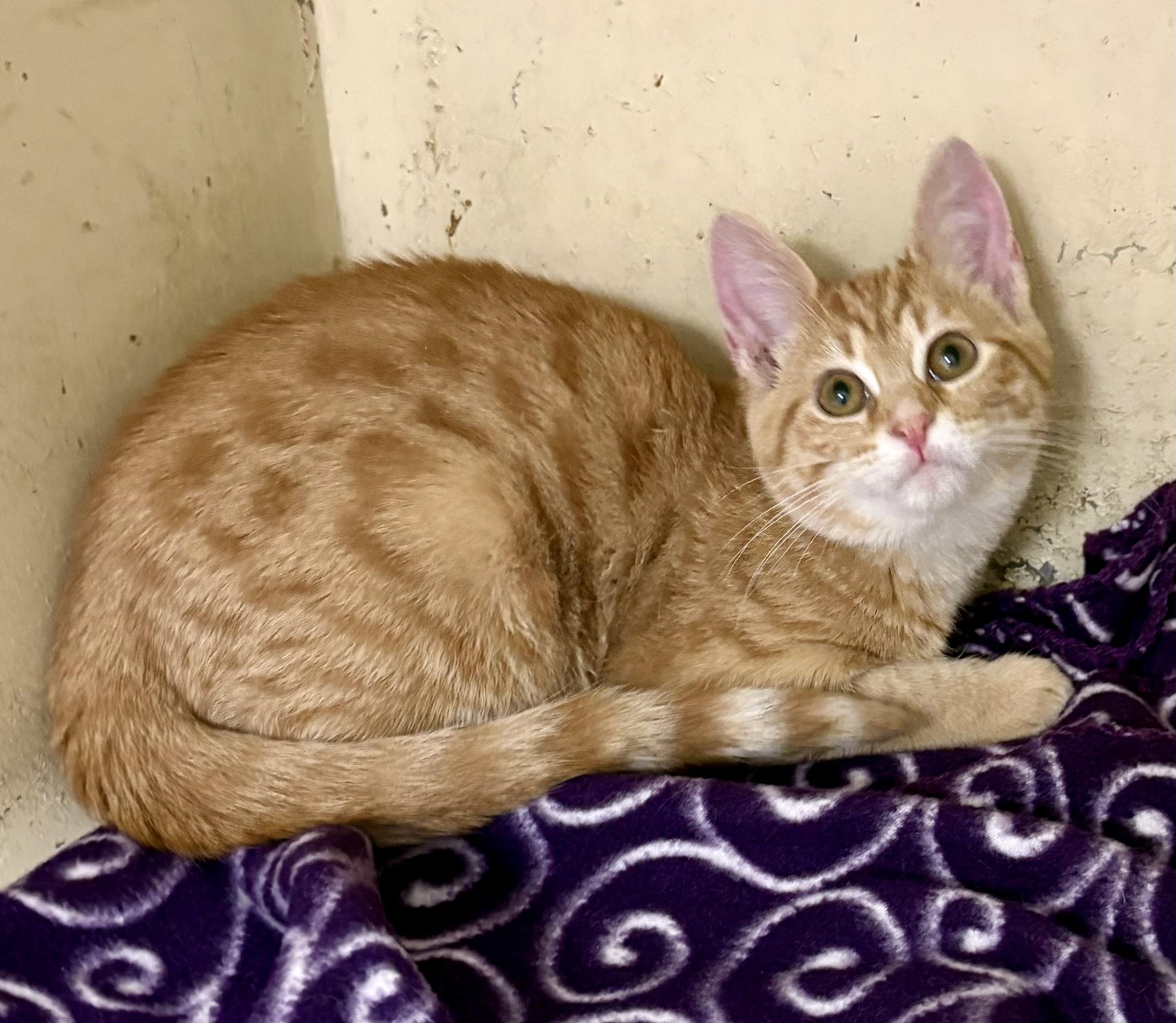 Enlarge Fuji, an adopted mixed breed in Charles City, IA image 4/4