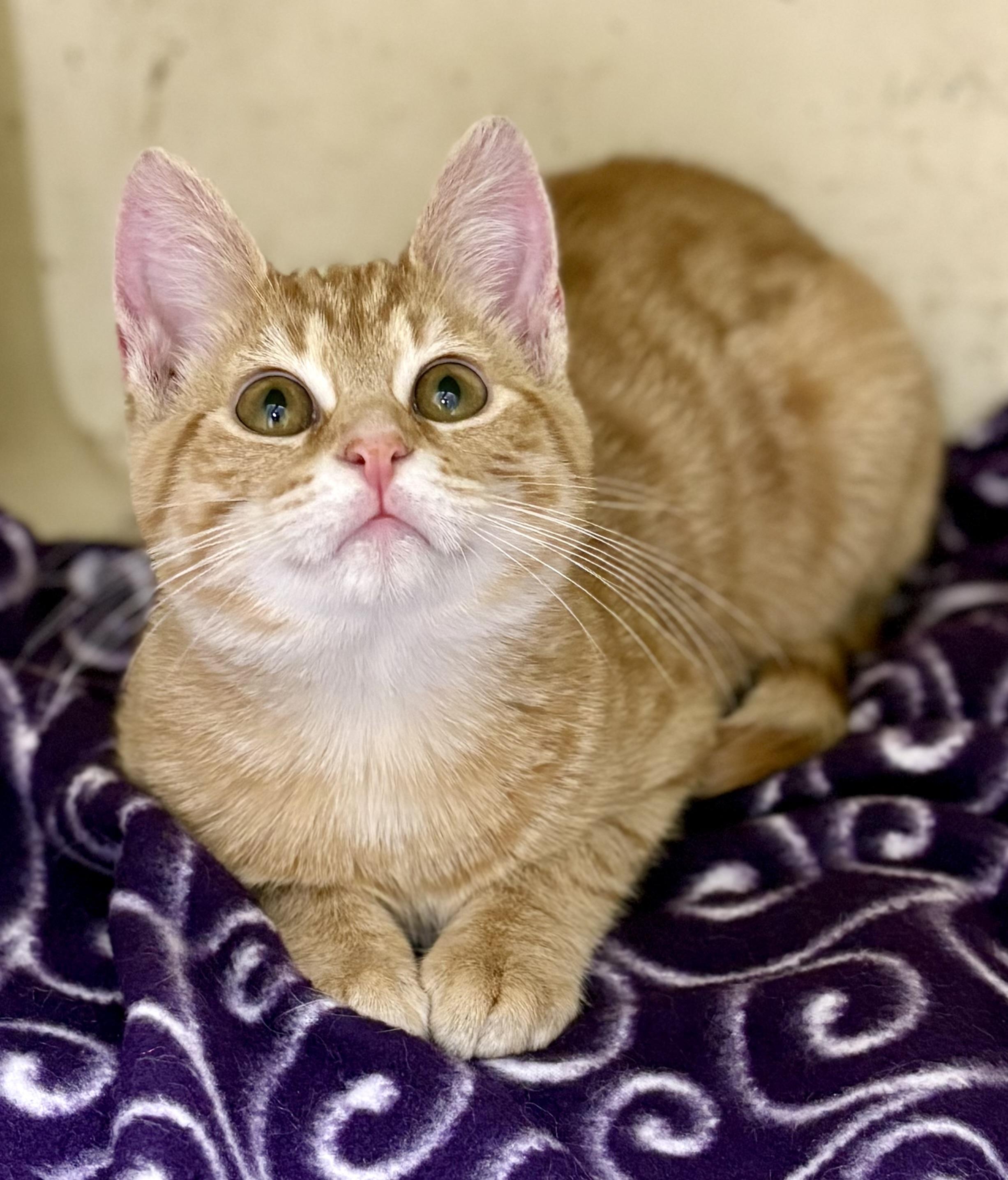 Enlarge Fuji, an adopted mixed breed in Charles City, IA image 1/4