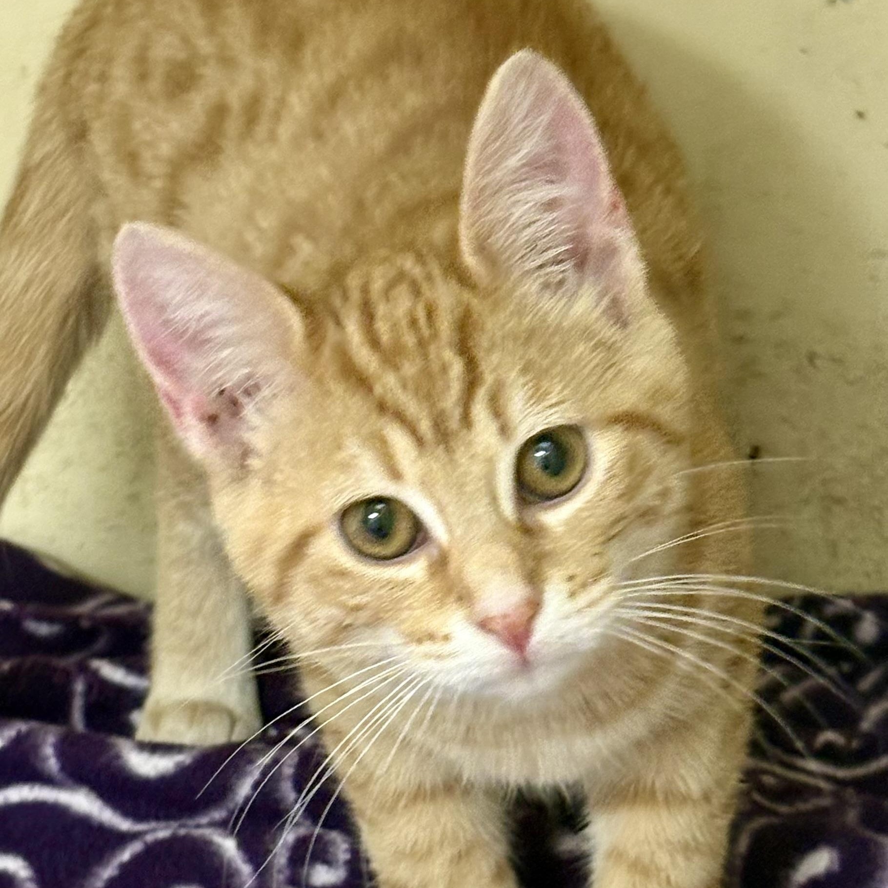 Enlarge Fuji, an adopted mixed breed in Charles City, IA image 3/4