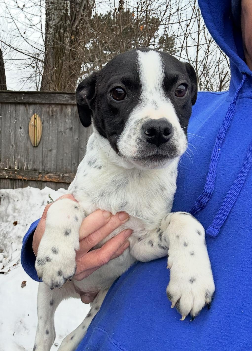Russ, Adoptable, Puppy Male Australian Cattle Dog / Blue Heeler & Labrador Retriever.