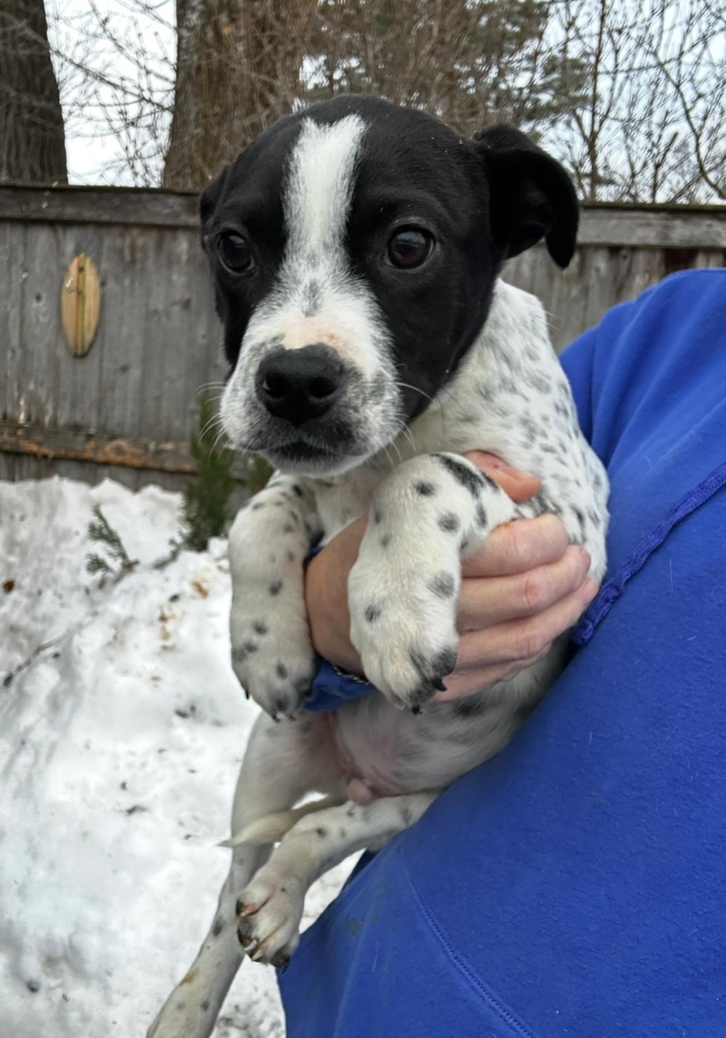 Enlarge Russ, a Adoptable mixed breed in Arlington Heights, IL image 2/6