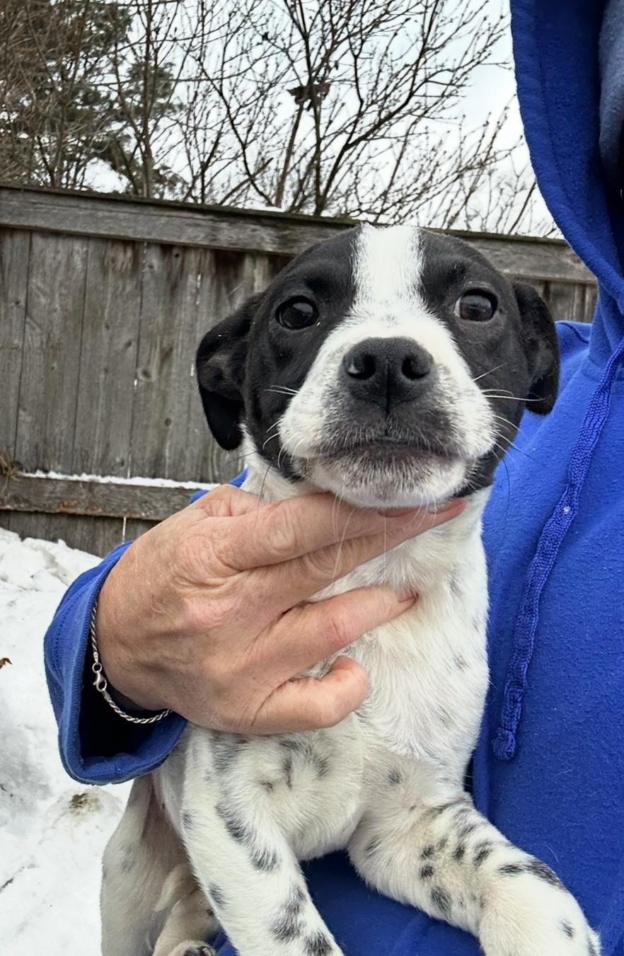 Enlarge Russ, a Adoptable mixed breed in Arlington Heights, IL image 4/6