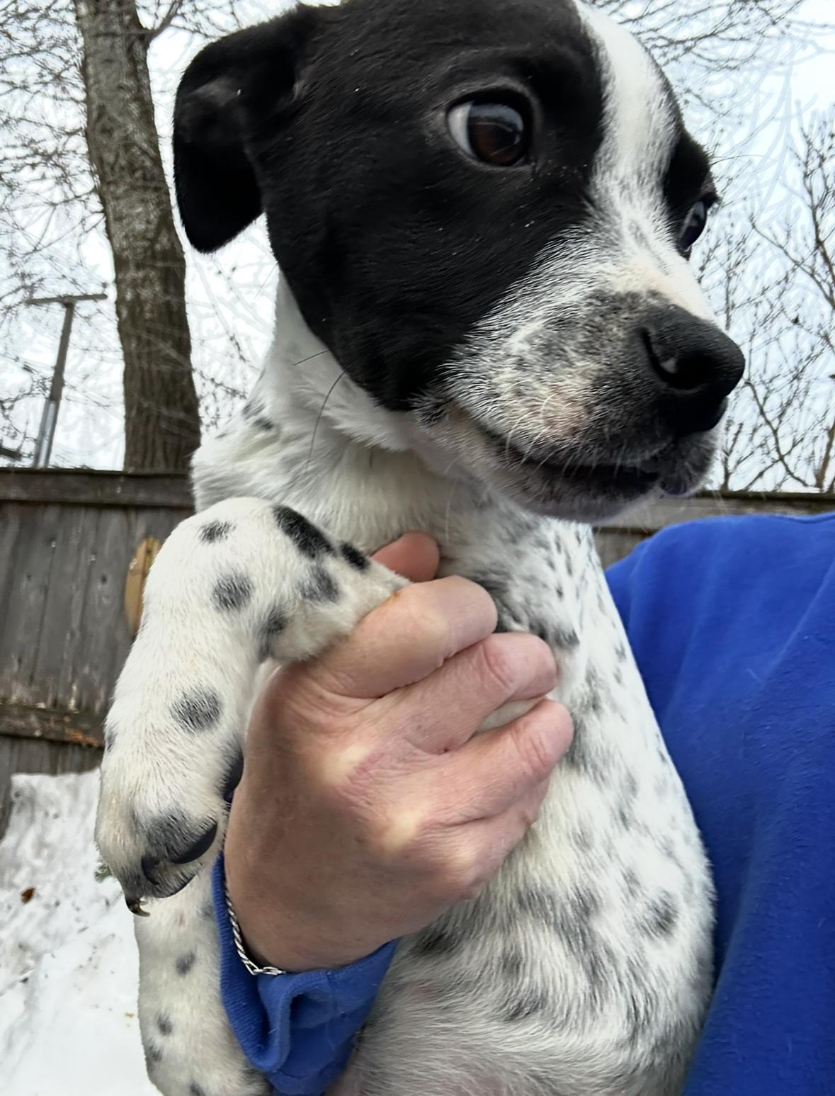 Enlarge Russ, a Adoptable mixed breed in Arlington Heights, IL image 6/6