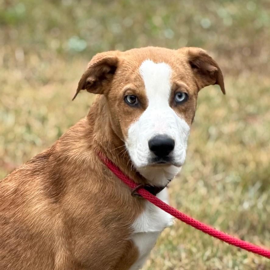 Beau, Adoptable, Puppy Male Catahoula Leopard Dog & Labrador Retriever.