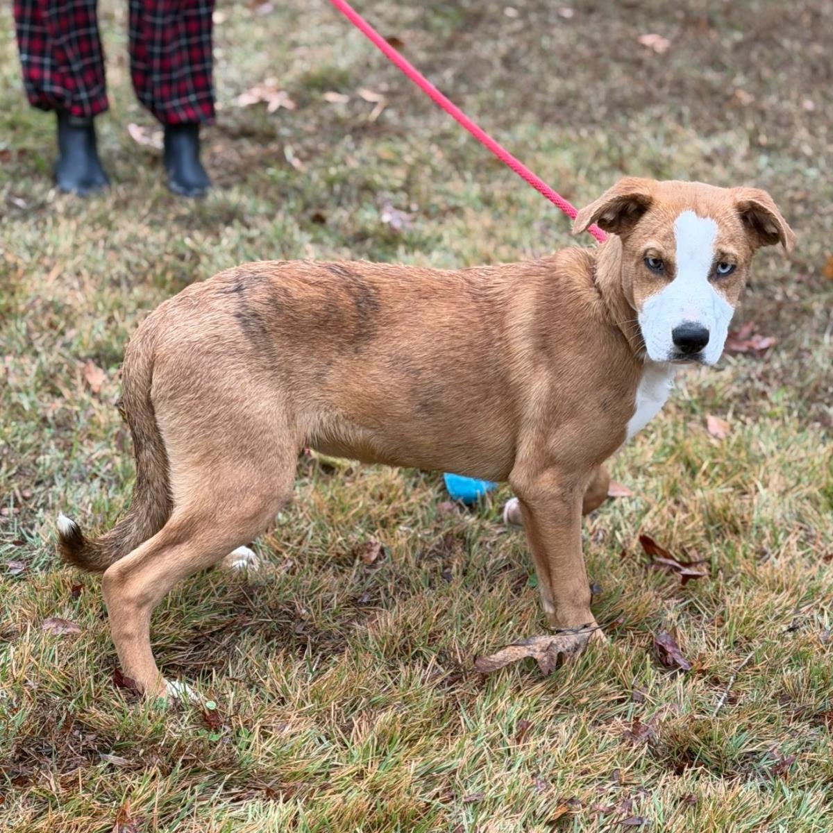 Enlarge Beau, a Adoptable mixed breed in Locust Fork, AL image 2/3