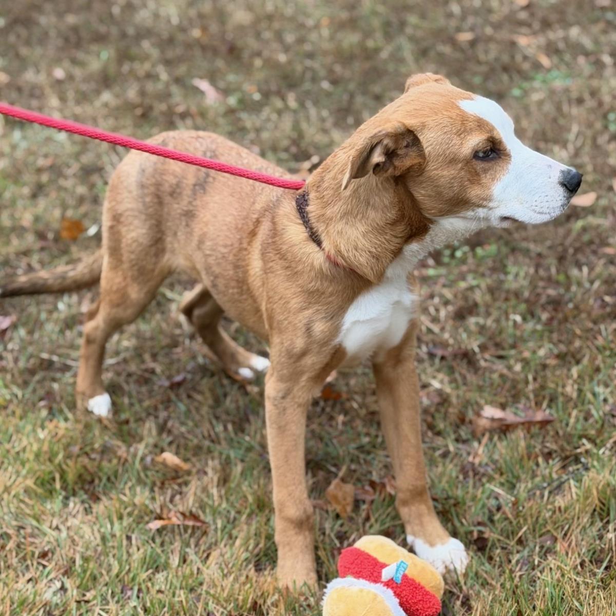 Enlarge Beau, a Adoptable mixed breed in Locust Fork, AL image 3/3