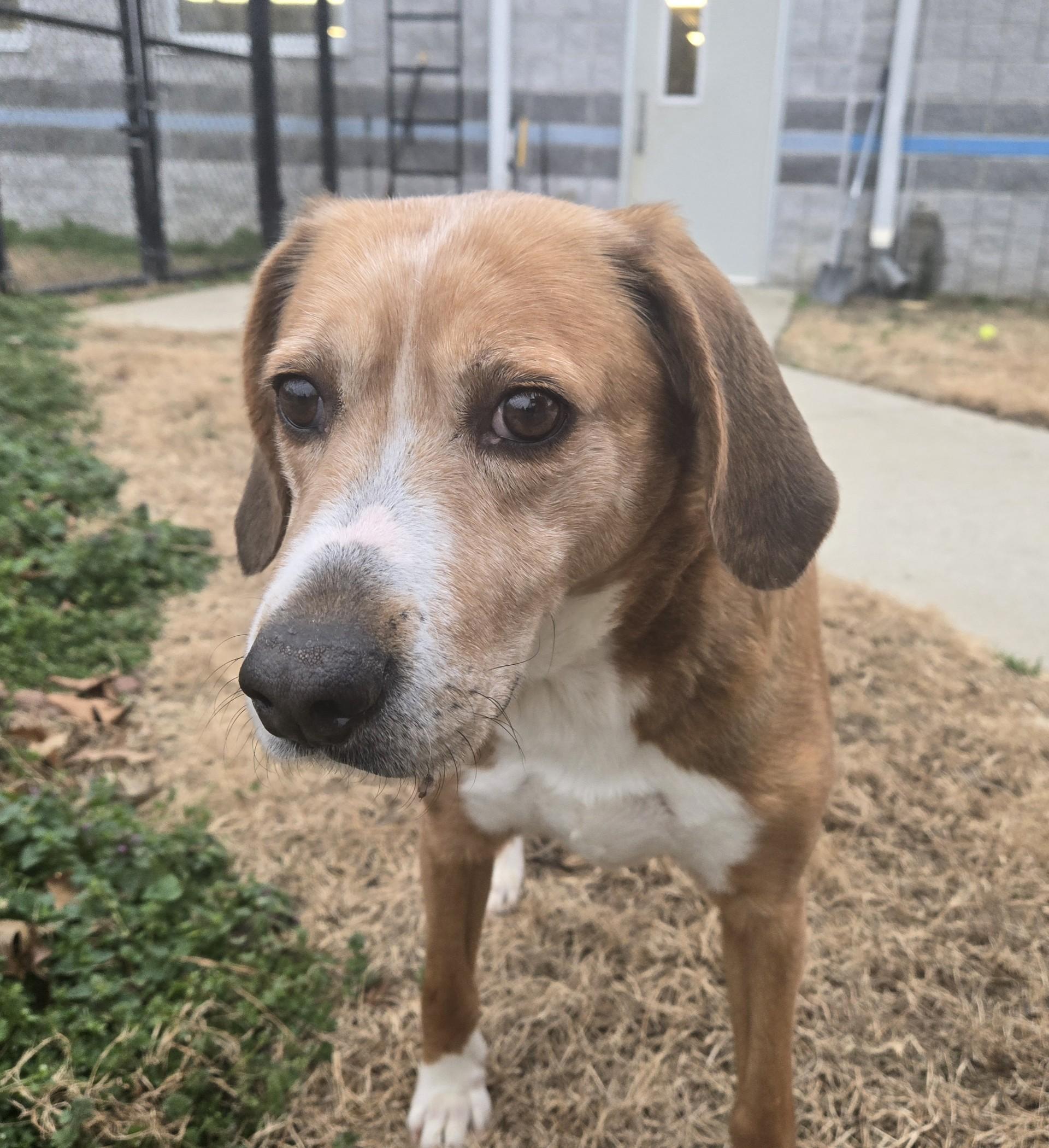 Jenny, a ADOPTABLE Hound in Suffolk, VA image 2/3
