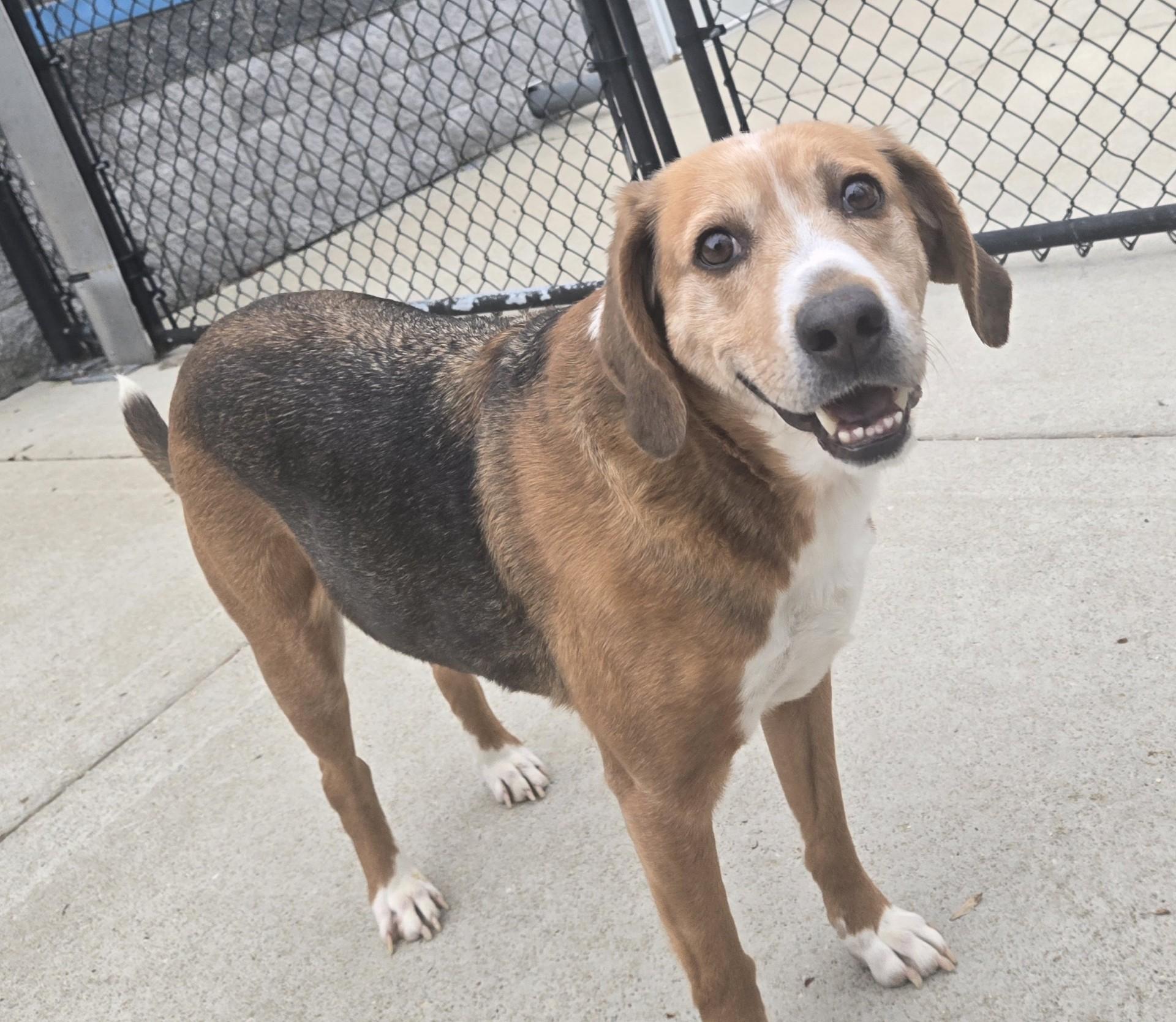 Jenny, a ADOPTABLE Hound in Suffolk, VA image 1/3
