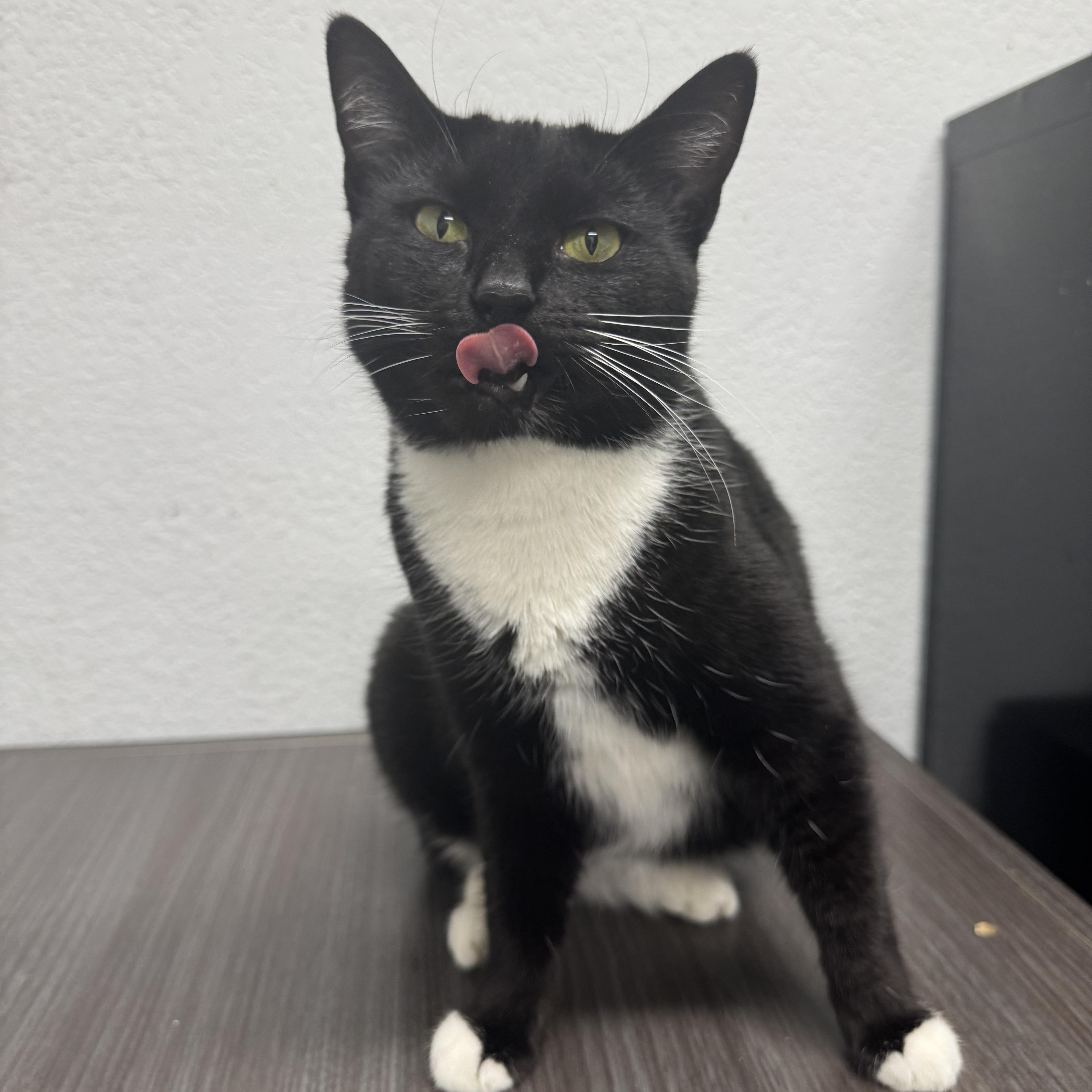 Geneva, Adoptable, Young Female Domestic Short Hair.