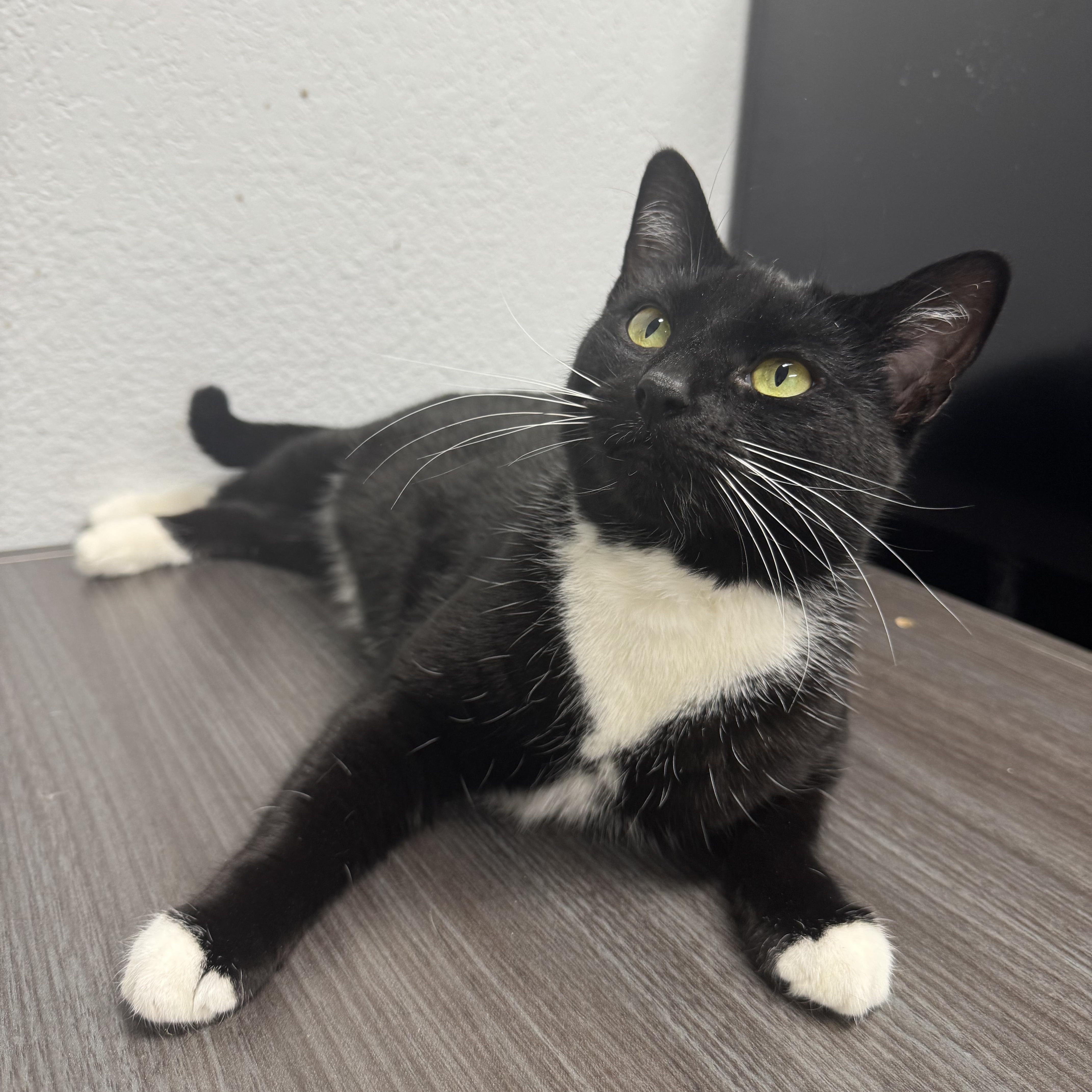 Enlarge Geneva, a Adoptable Domestic Short Hair in Los Angeles, CA image 6/6