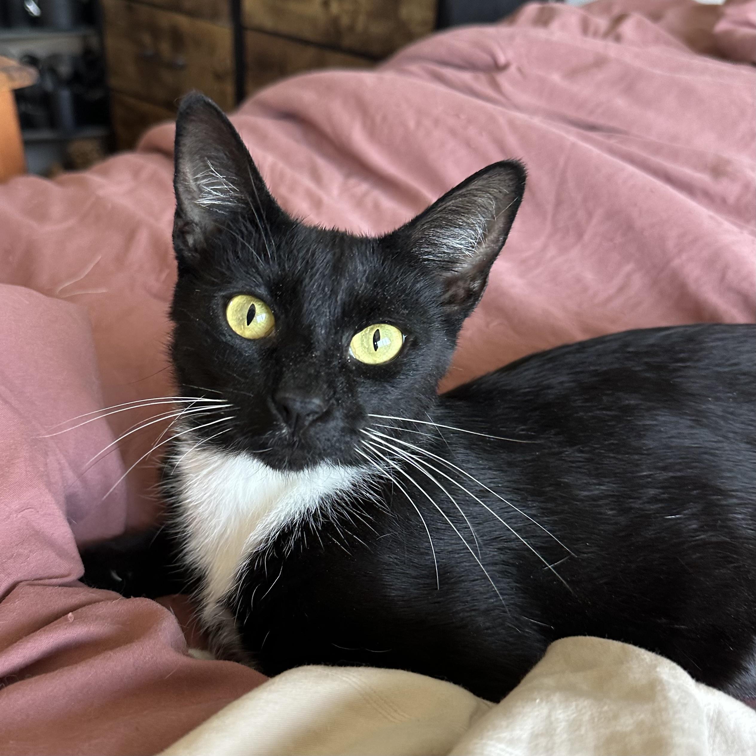 Enlarge Geneva, a Adoptable Domestic Short Hair in Los Angeles, CA image 3/6