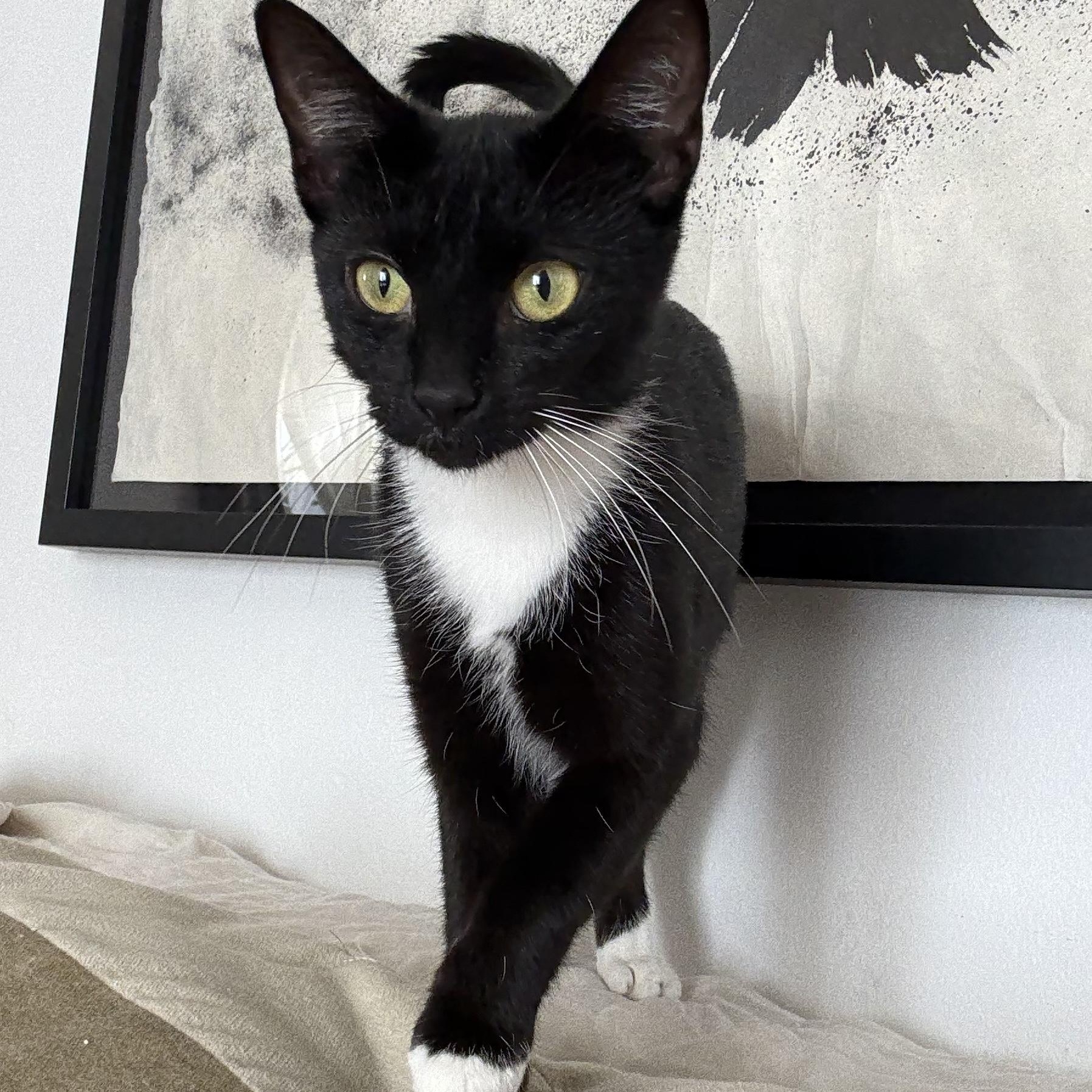 Enlarge Geneva, a Adoptable Domestic Short Hair in Los Angeles, CA image 4/6