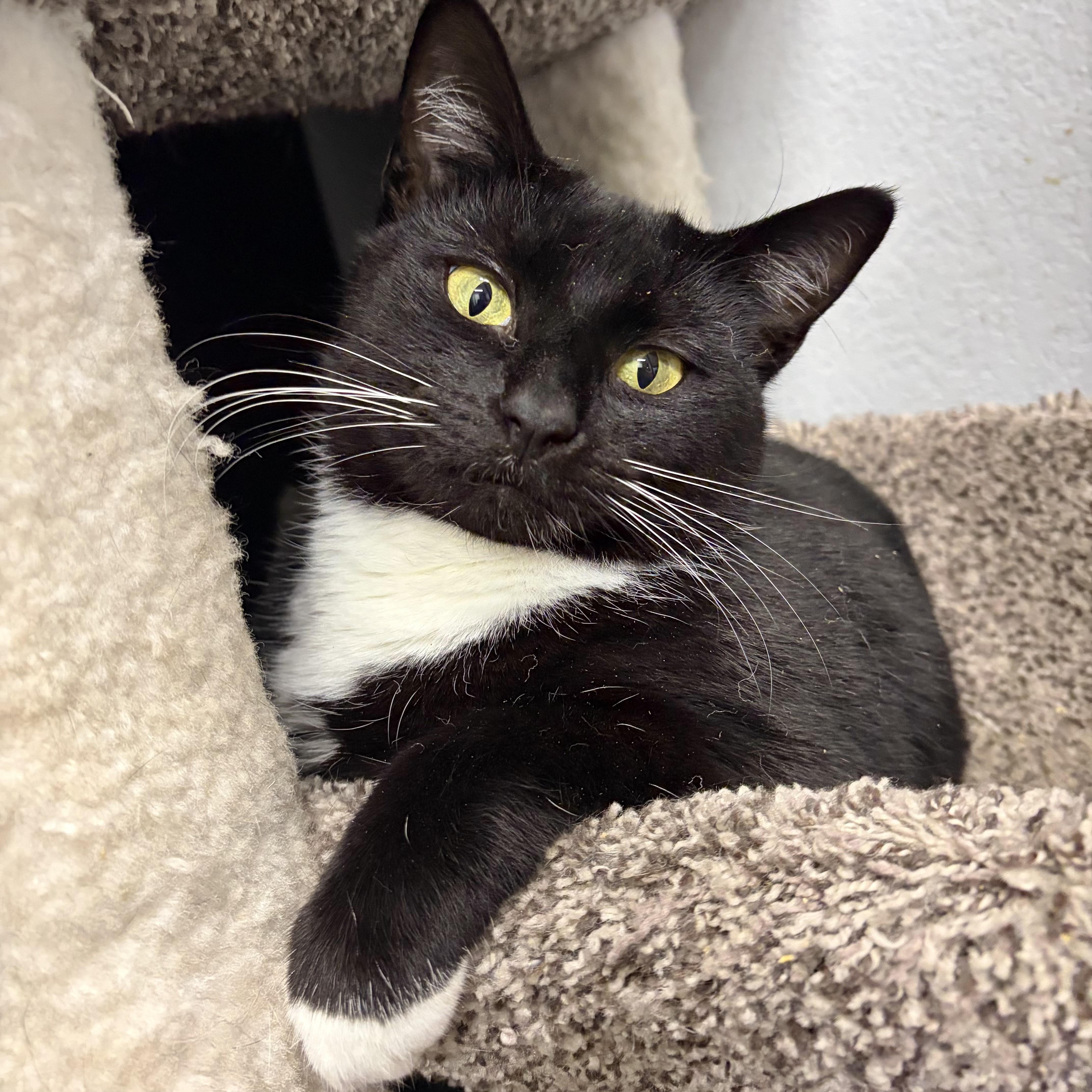 Enlarge Geneva, a Adoptable Domestic Short Hair in Los Angeles, CA image 2/6