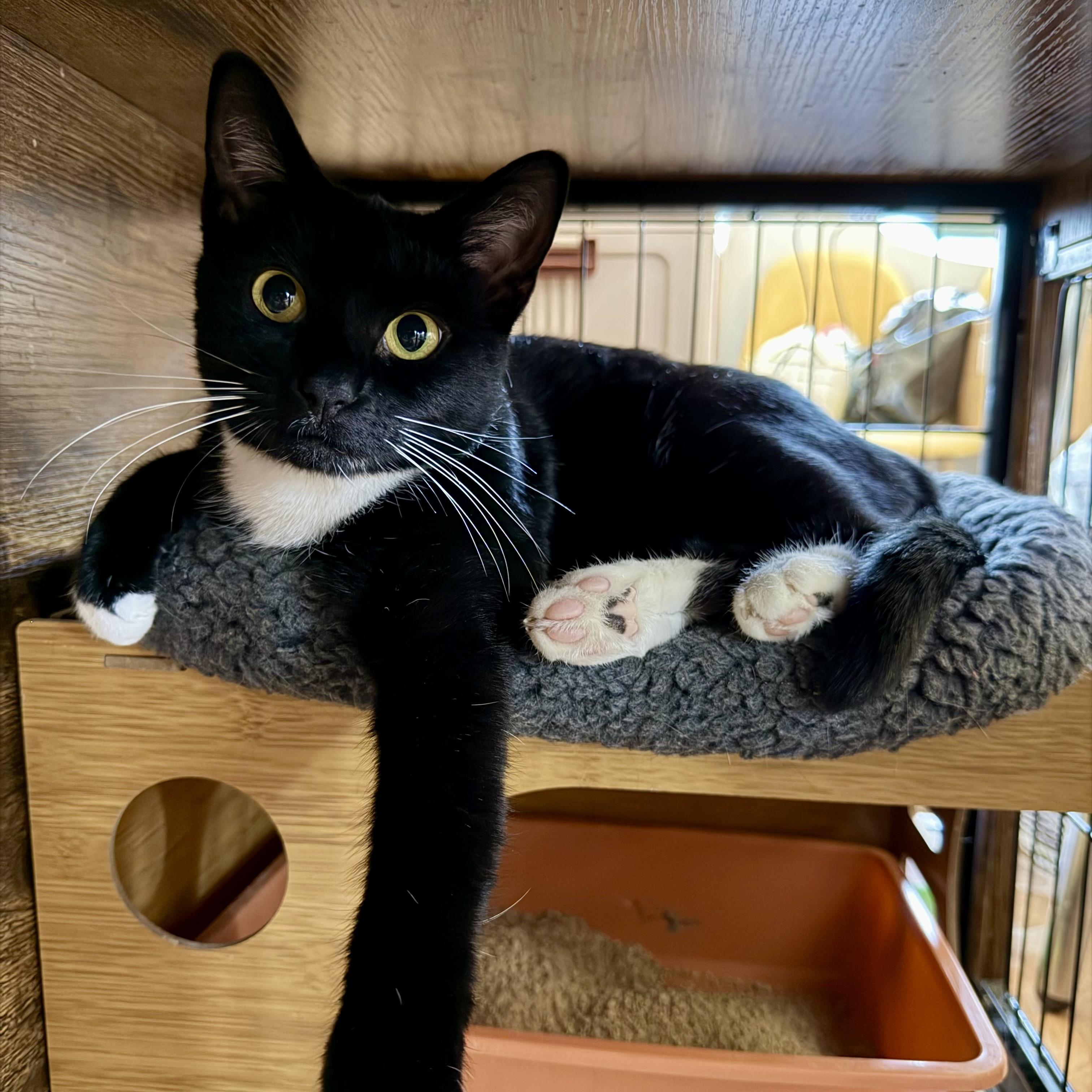 Enlarge Geneva, a Adoptable Domestic Short Hair in Los Angeles, CA image 5/6