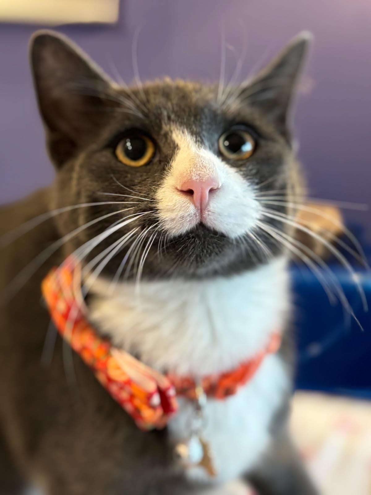 Mittens - super sweet kitten in foster care, a Adoptable Domestic Short Hair in Randolph, NJ image 2/2