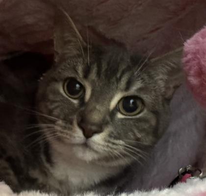 Enlarge Kaia, a Adoptable mixed breed in Erin, ON image 1/1