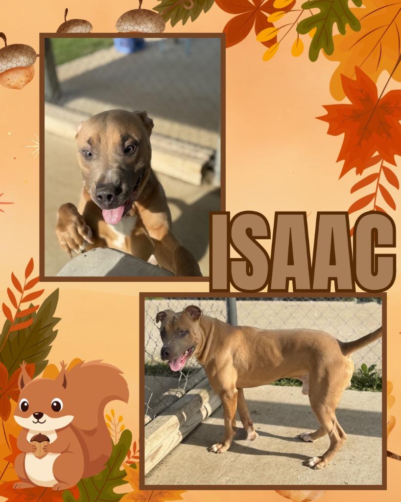 Isaac, Adoptable, Young Male American Staffordshire Terrier.