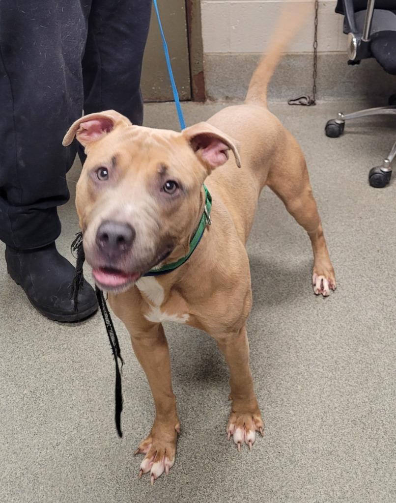 Enlarge Isaac, a Adoptable American Staffordshire Terrier in Hopkinsville, KY image 2/2