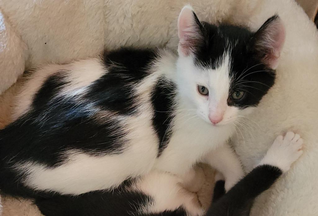 Enlarge Cream / Cookies, a Adoptable mixed breed in Shelton, WA image 2/3