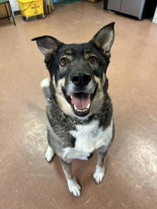 Makwa — thumbnail 2