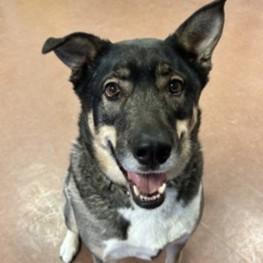 Makwa — thumbnail 3