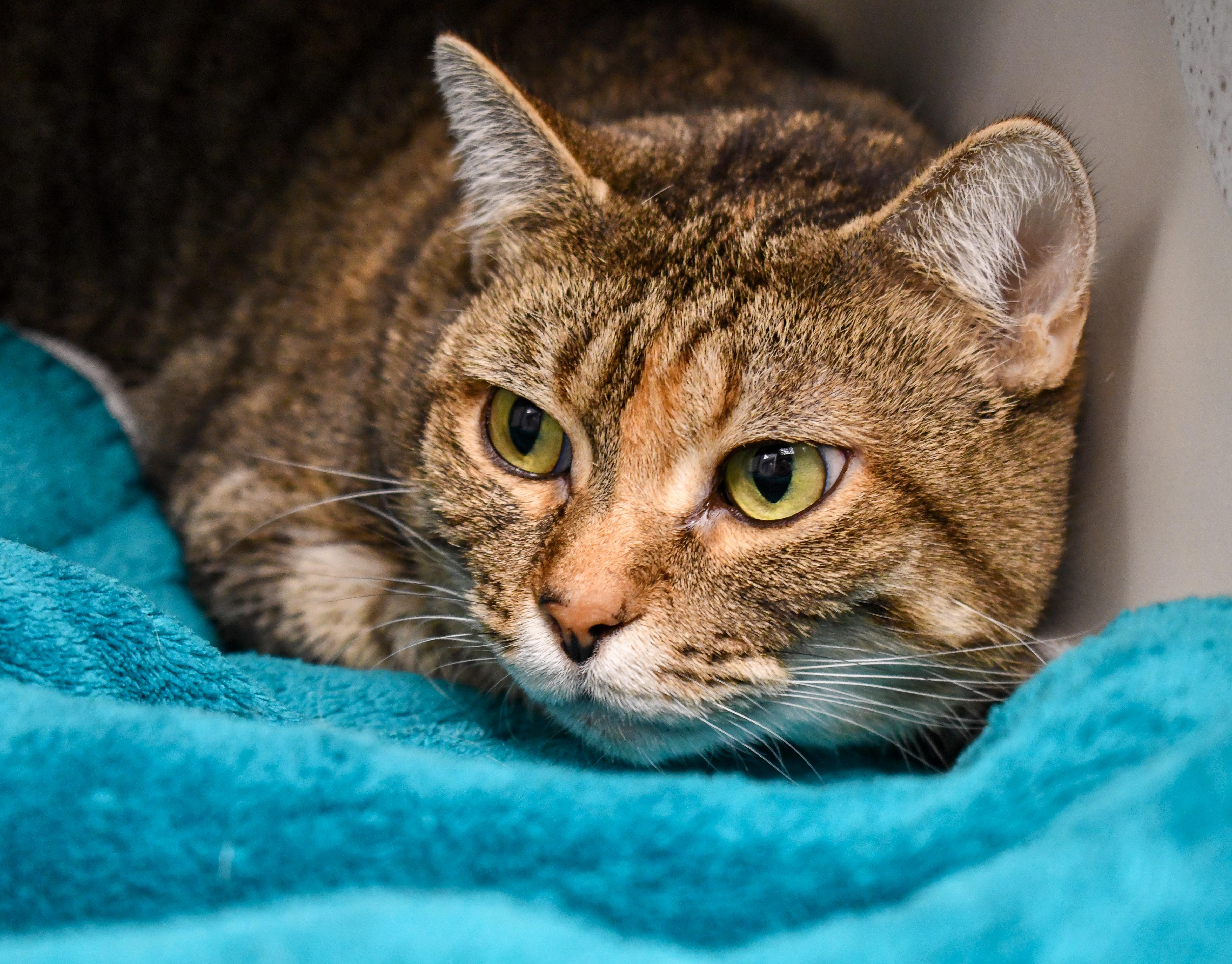 Enlarge Felicia and Cheeto, a ADOPTABLE Domestic Short Hair in Bellingham, WA image 3/4