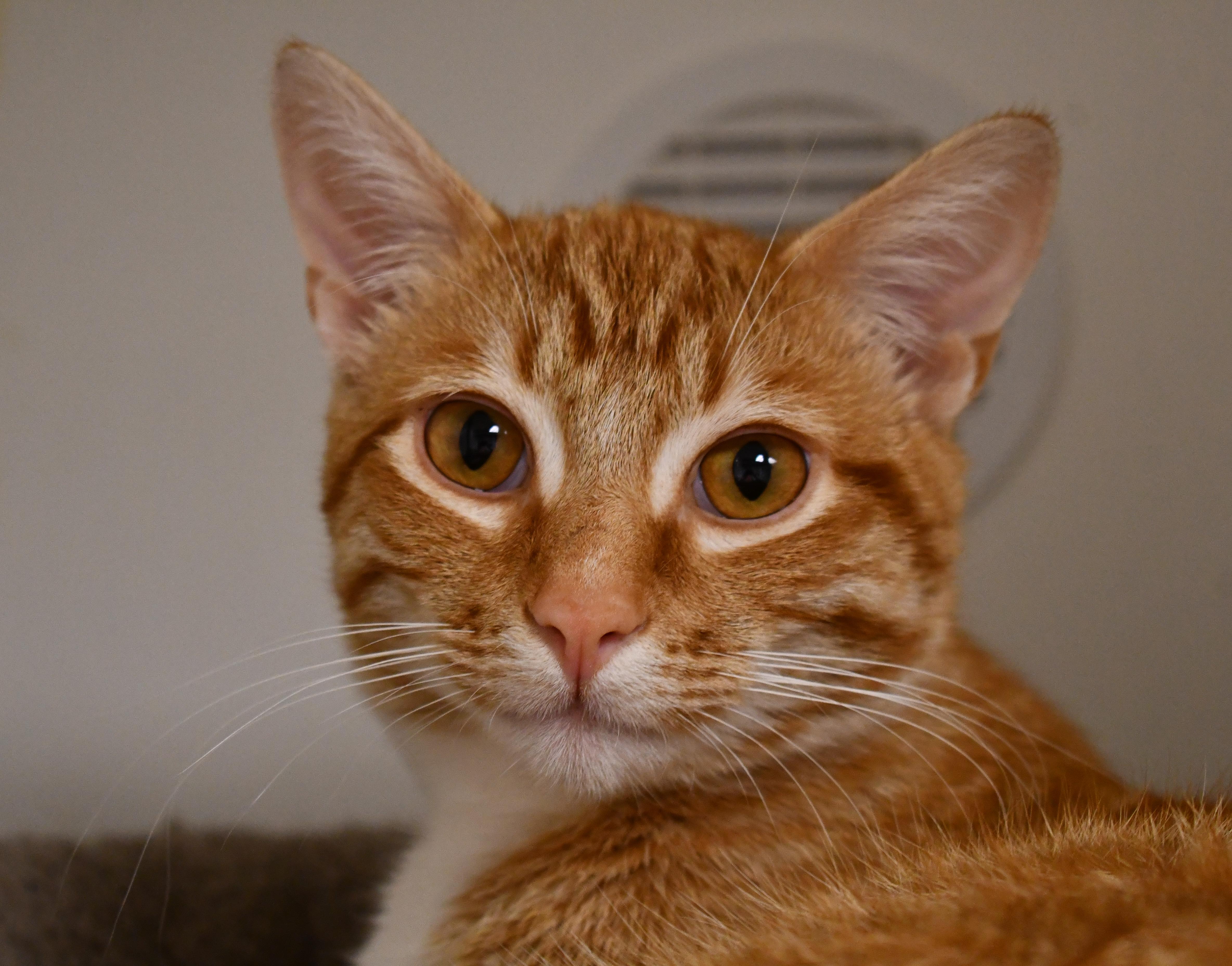 Enlarge Felicia and Cheeto, a ADOPTABLE Domestic Short Hair in Bellingham, WA image 2/4