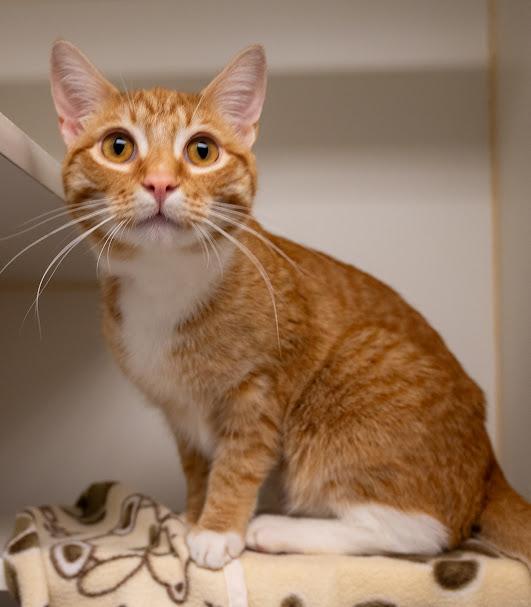Enlarge Felicia and Cheeto, a ADOPTABLE Domestic Short Hair in Bellingham, WA image 4/4