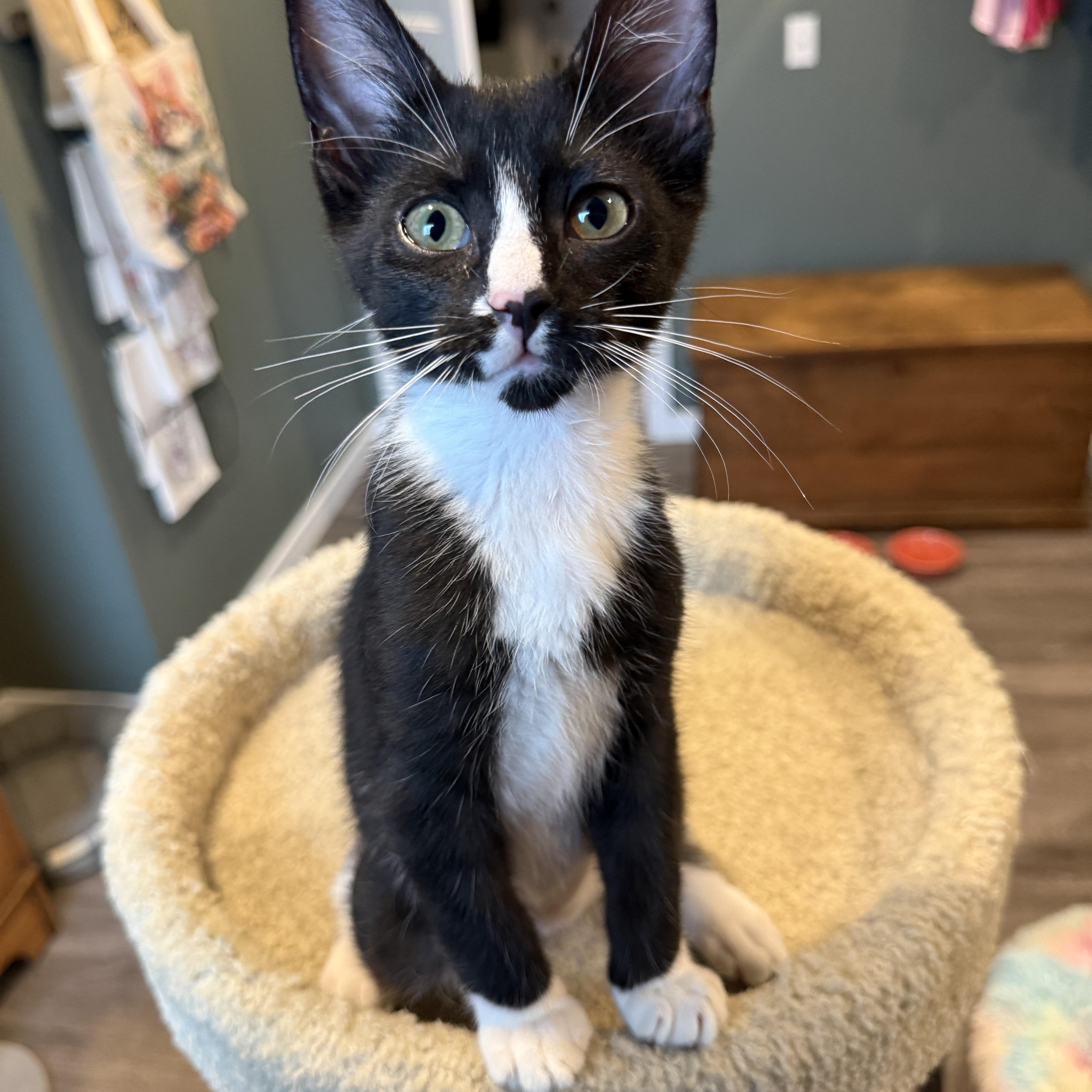 Enlarge River, a Adoptable Domestic Short Hair in Renton, WA image 2/2