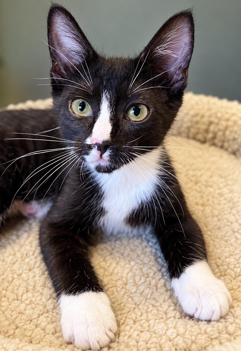 River, Adoptable, Kitten Male Domestic Short Hair.
