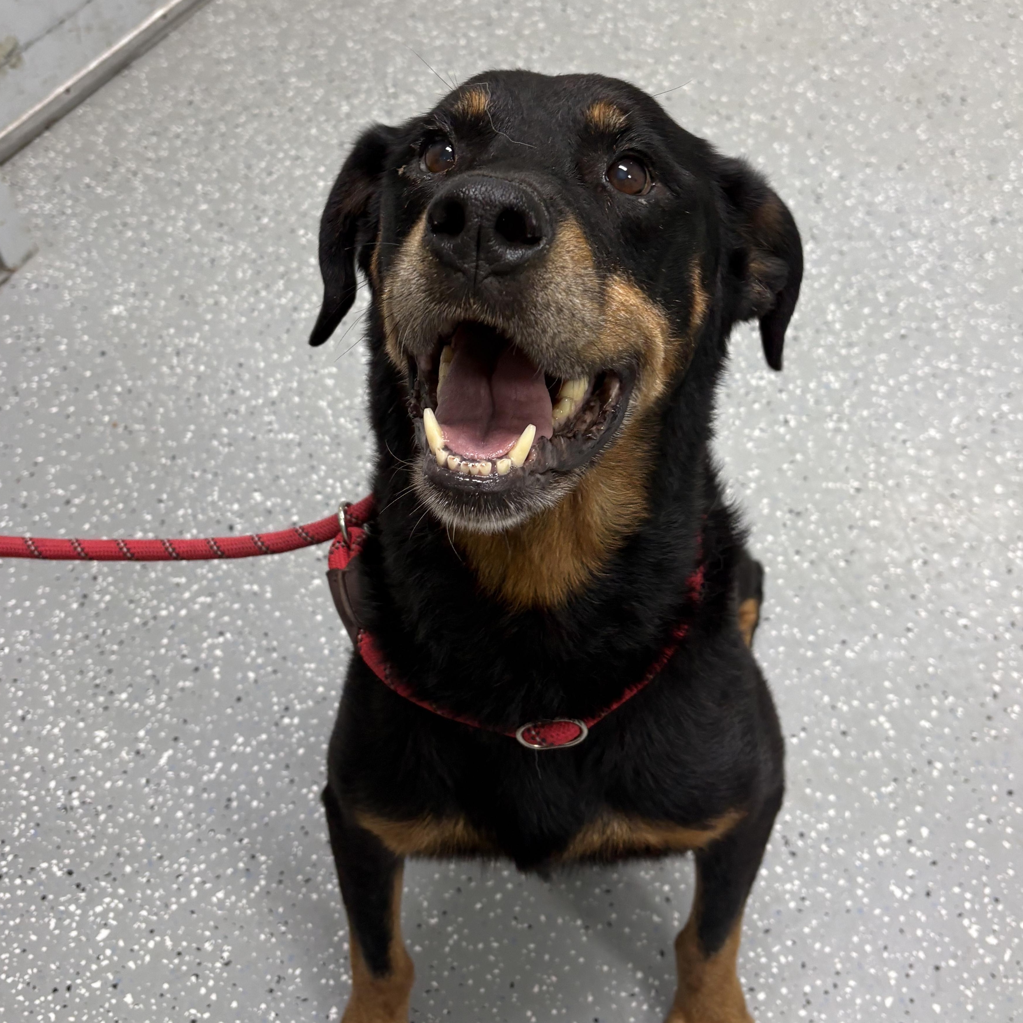 Enlarge Elisa, a Adoptable mixed breed in Bardstown, KY image 2/6