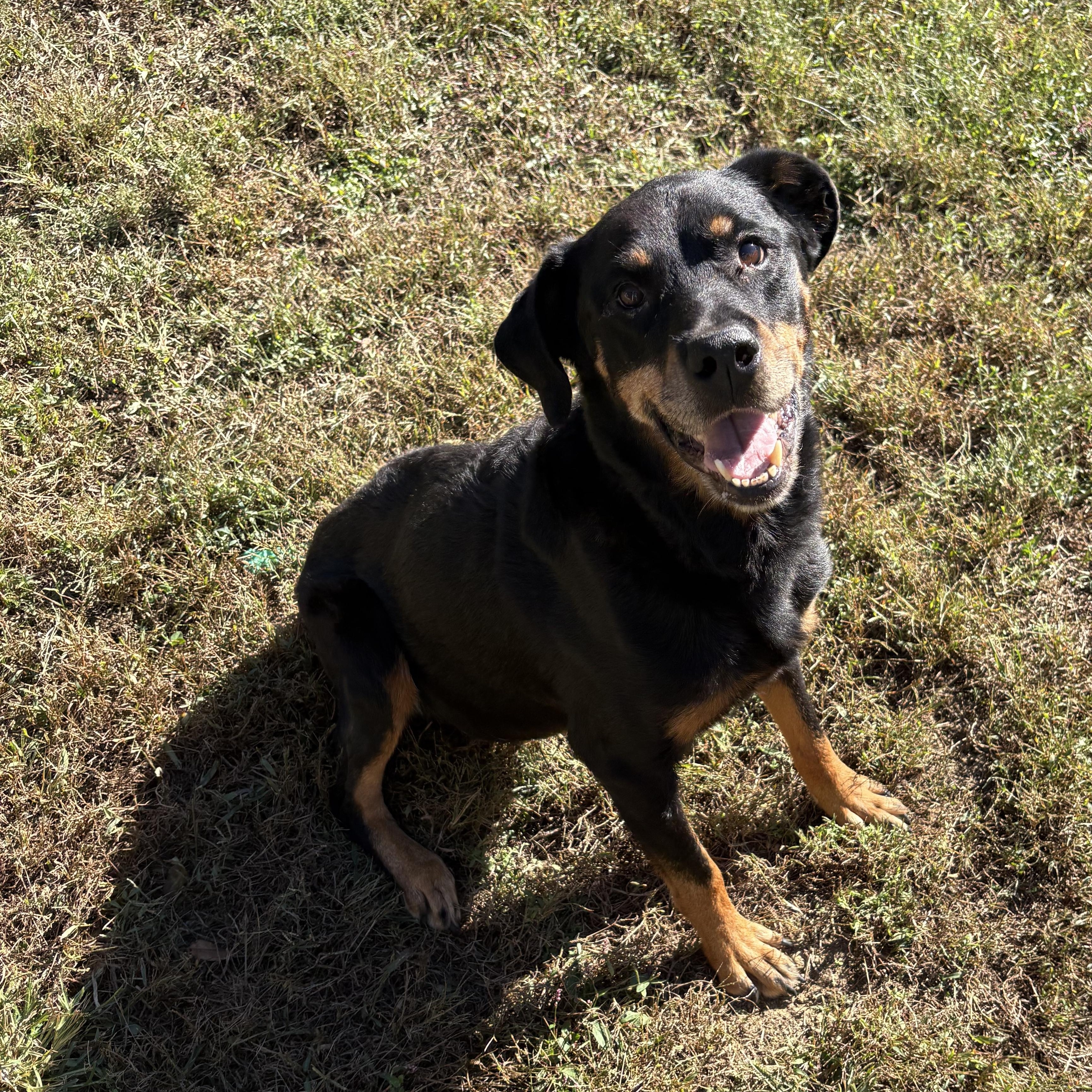 Elisa, Adoptable, Adult Female Rottweiler.