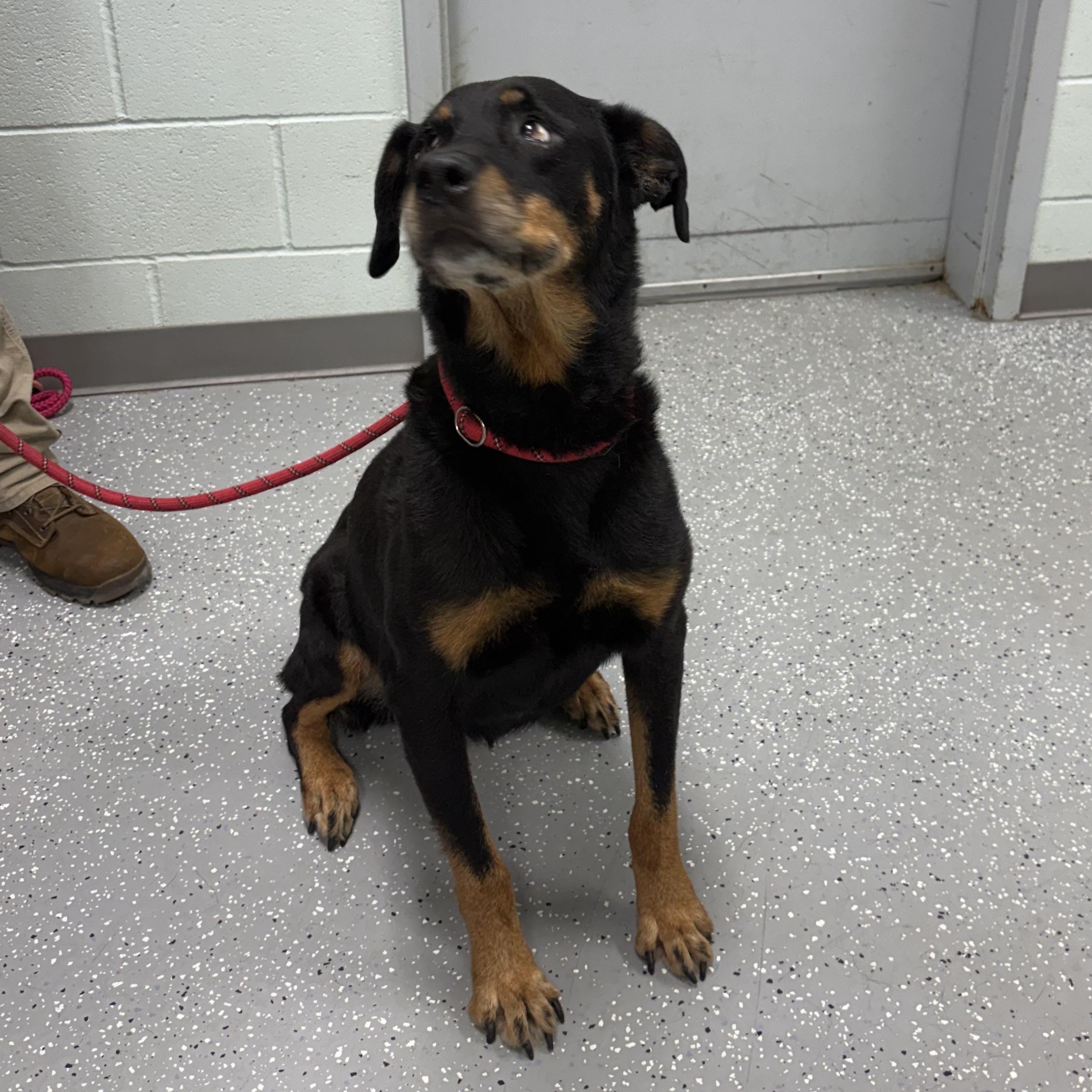 Enlarge Elisa, a Adoptable mixed breed in Bardstown, KY image 6/6
