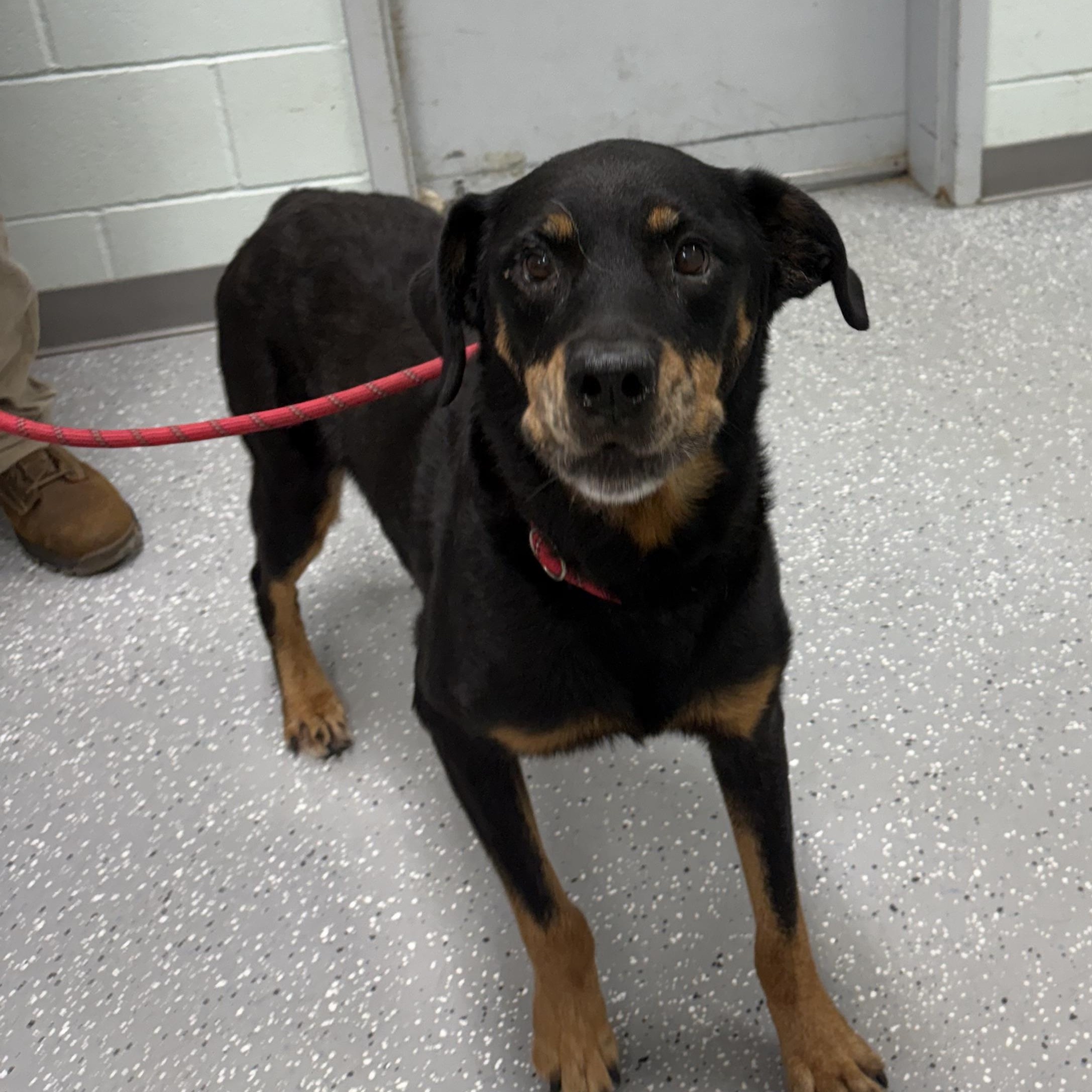 Enlarge Elisa, a Adoptable mixed breed in Bardstown, KY image 3/6