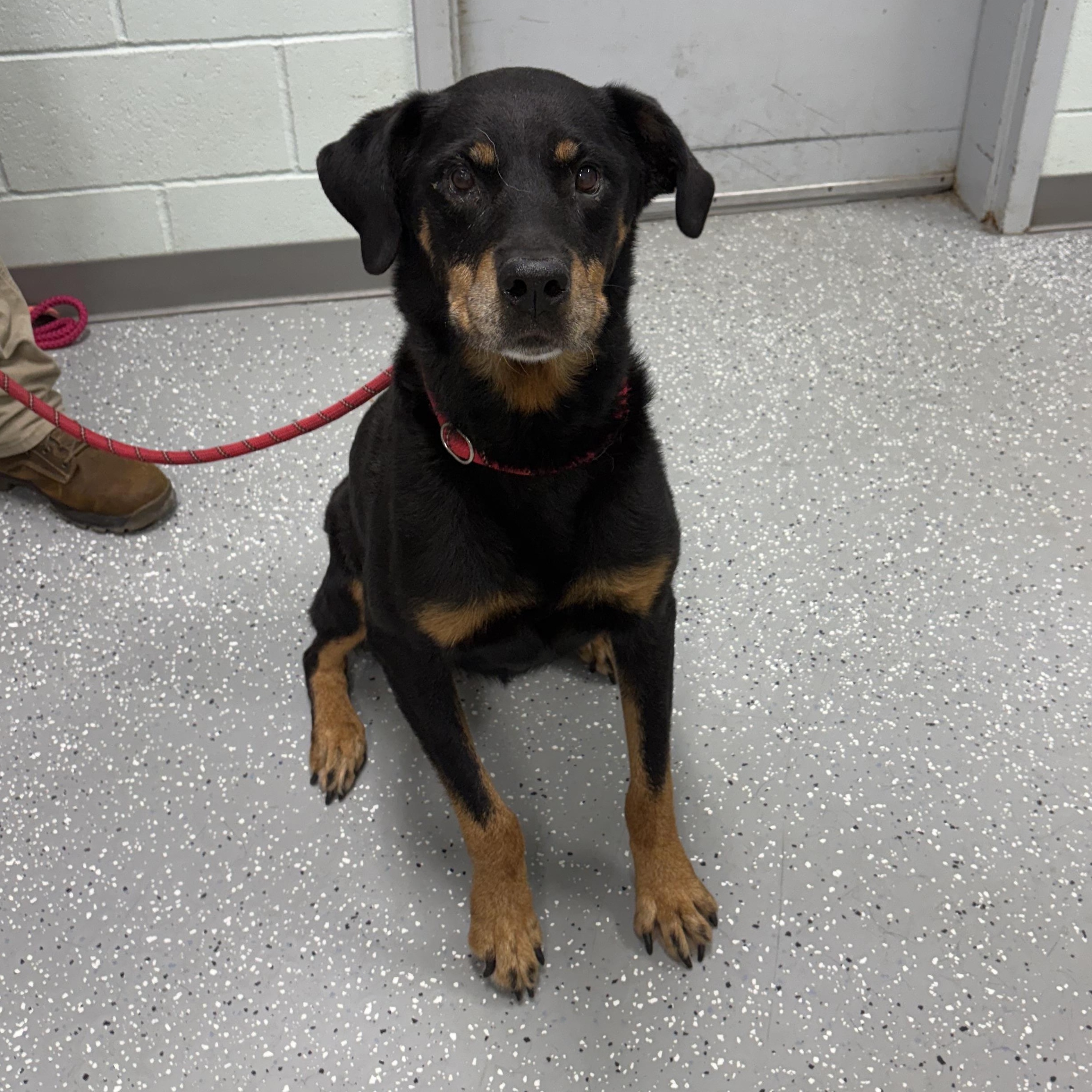 Enlarge Elisa, a Adoptable mixed breed in Bardstown, KY image 5/6