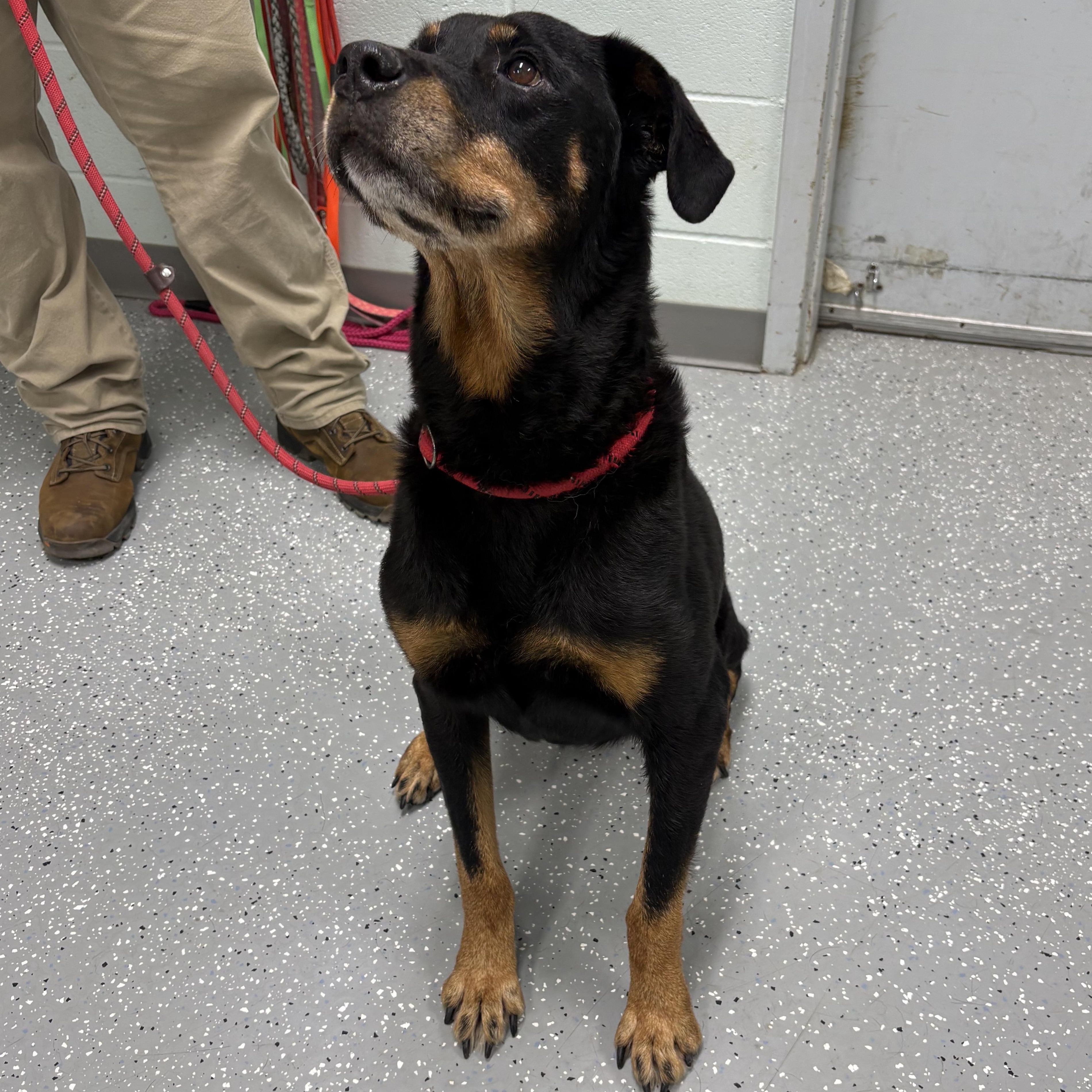 Enlarge Elisa, a Adoptable mixed breed in Bardstown, KY image 4/6