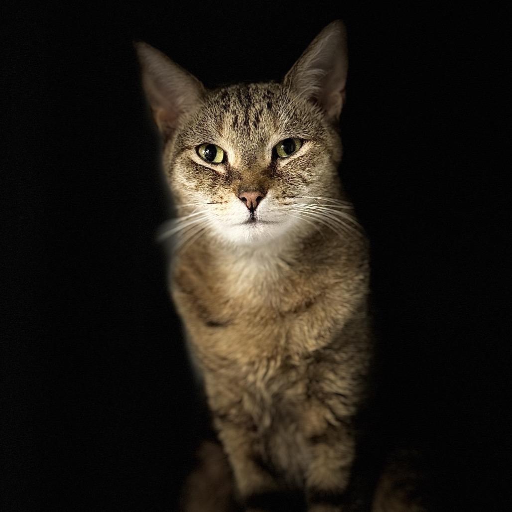 Enlarge DJ, a Adoptable Domestic Short Hair in Blairsville, GA image 1/6