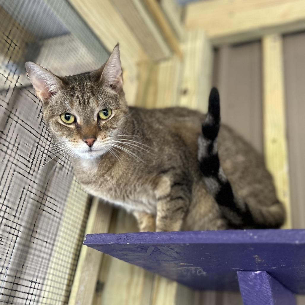 Enlarge DJ, a Adoptable Domestic Short Hair in Blairsville, GA image 2/6