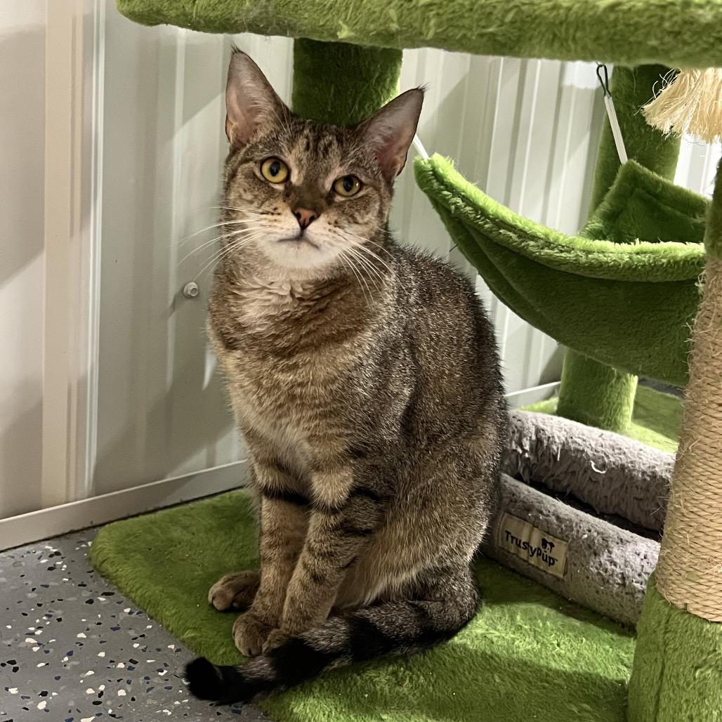 Enlarge DJ, a Adoptable Domestic Short Hair in Blairsville, GA image 3/6