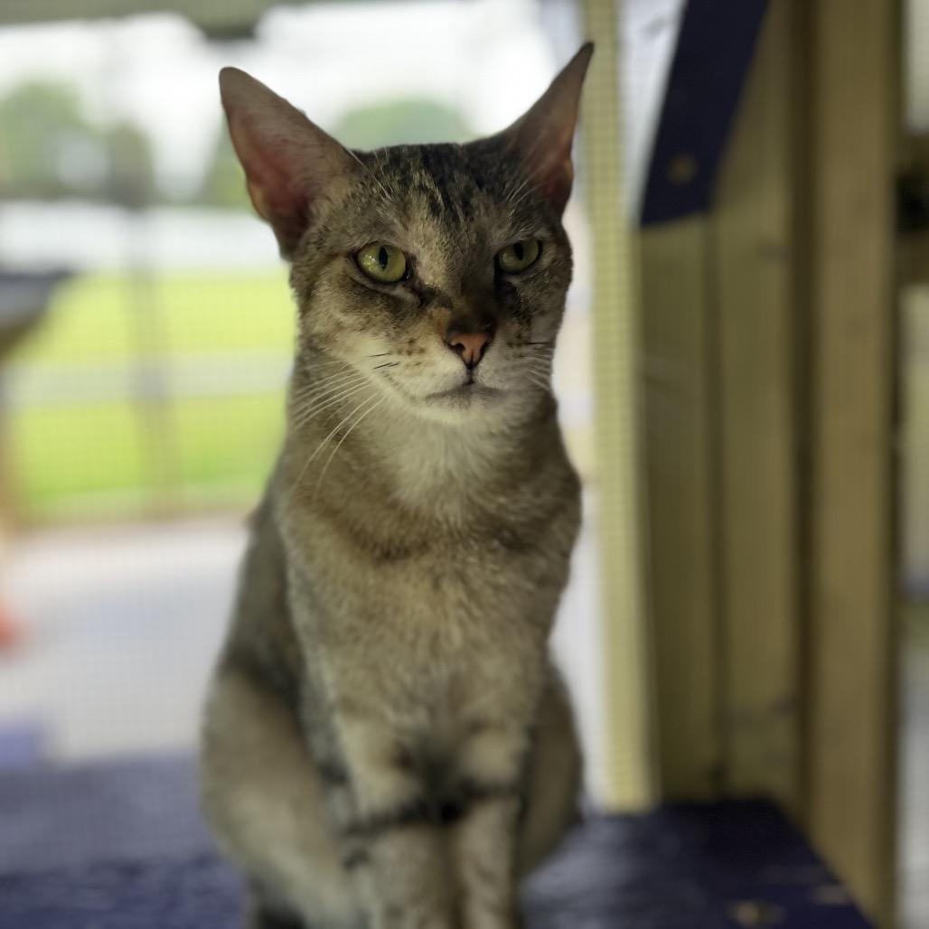 Enlarge DJ, a Adoptable Domestic Short Hair in Blairsville, GA image 4/6