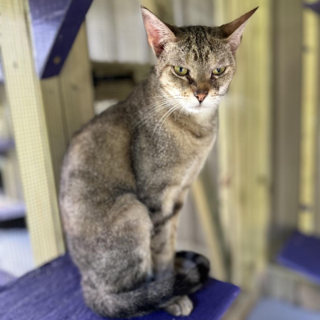 Enlarge DJ, a Adoptable Domestic Short Hair in Blairsville, GA image 6/6