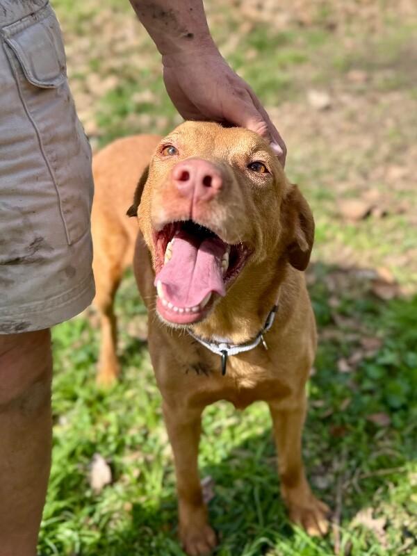 Gracie Gold Joy Jamboree