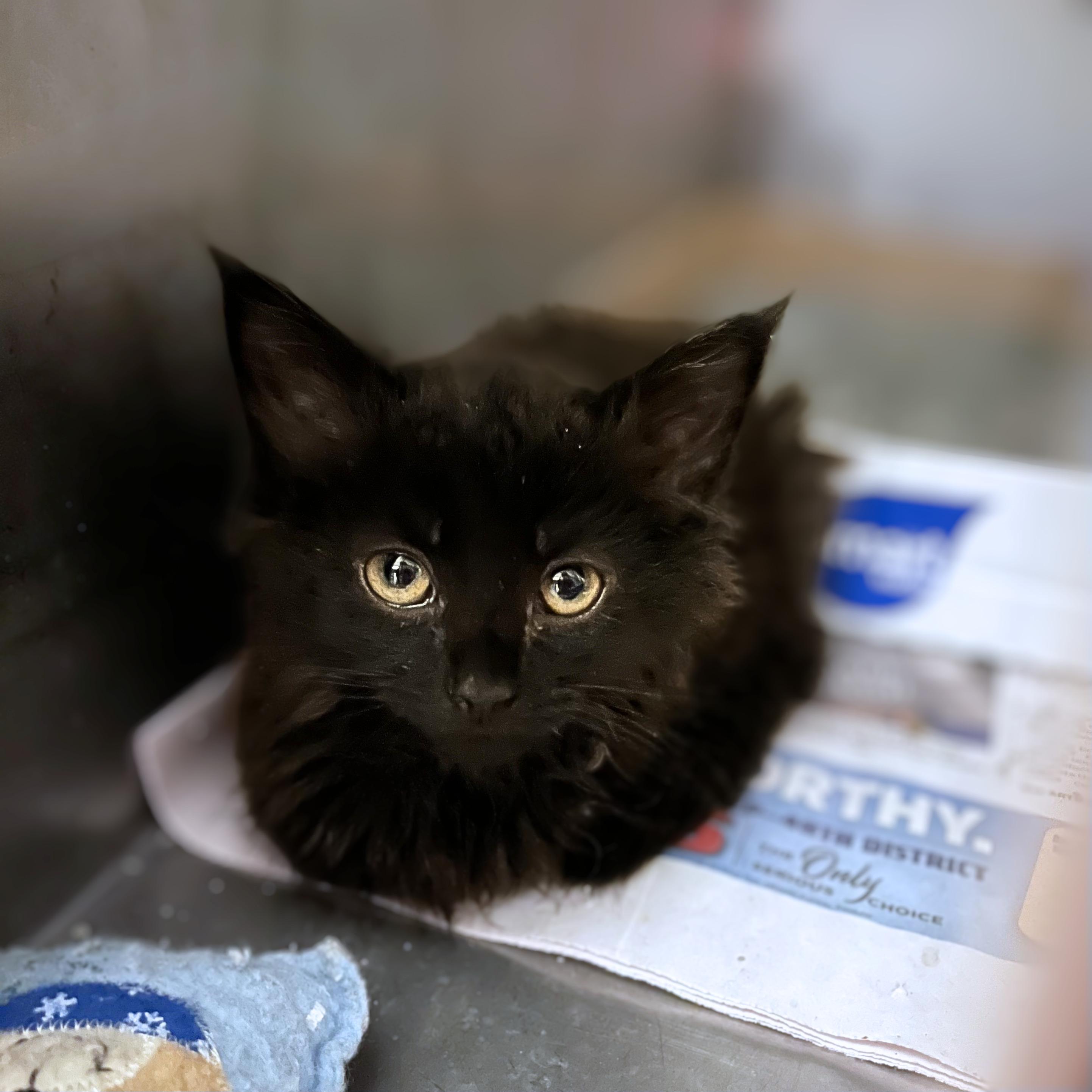 Enlarge Harvard, a Adopted Domestic Medium Hair in Seville, OH image 1/1