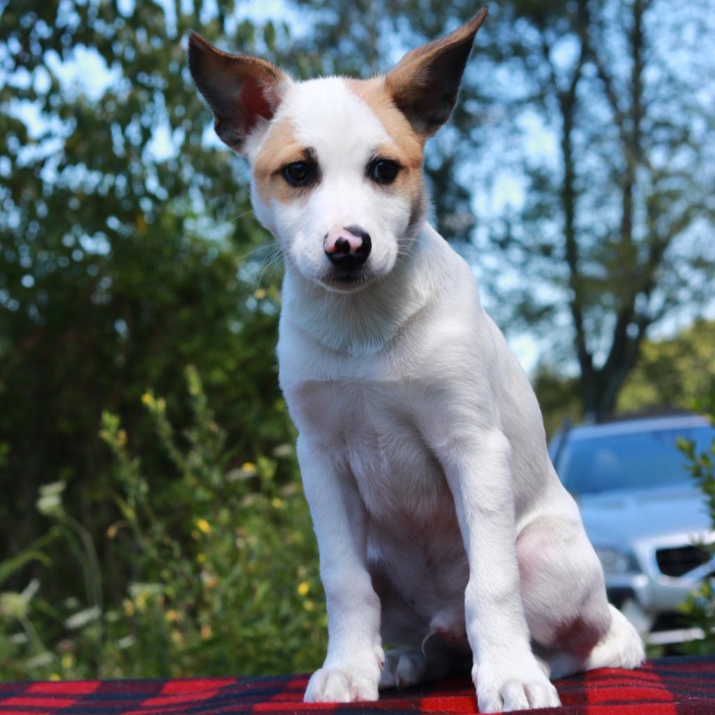 CT Rocket avail Aug 29 (Summer Sunset Vendor Fair- Somers, CT), Adoptable, Puppy Male Terrier & Mixed Breed.