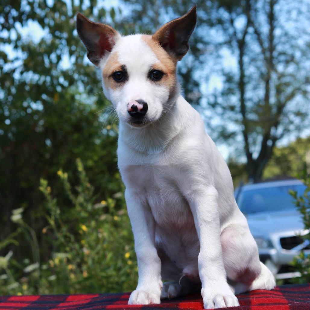 Enlarge CT Rocket avail Aug 29 (Summer Sunset Vendor Fair- Somers, CT), a Adoptable mixed breed in Eastford, CT image 2/3
