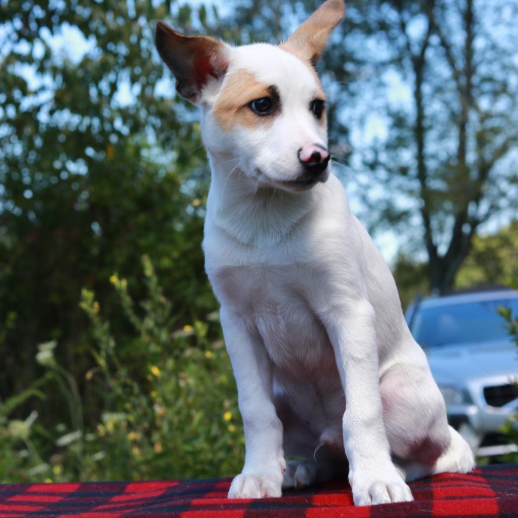 Enlarge CT Rocket avail Aug 29 (Summer Sunset Vendor Fair- Somers, CT), a Adoptable mixed breed in Eastford, CT image 3/3