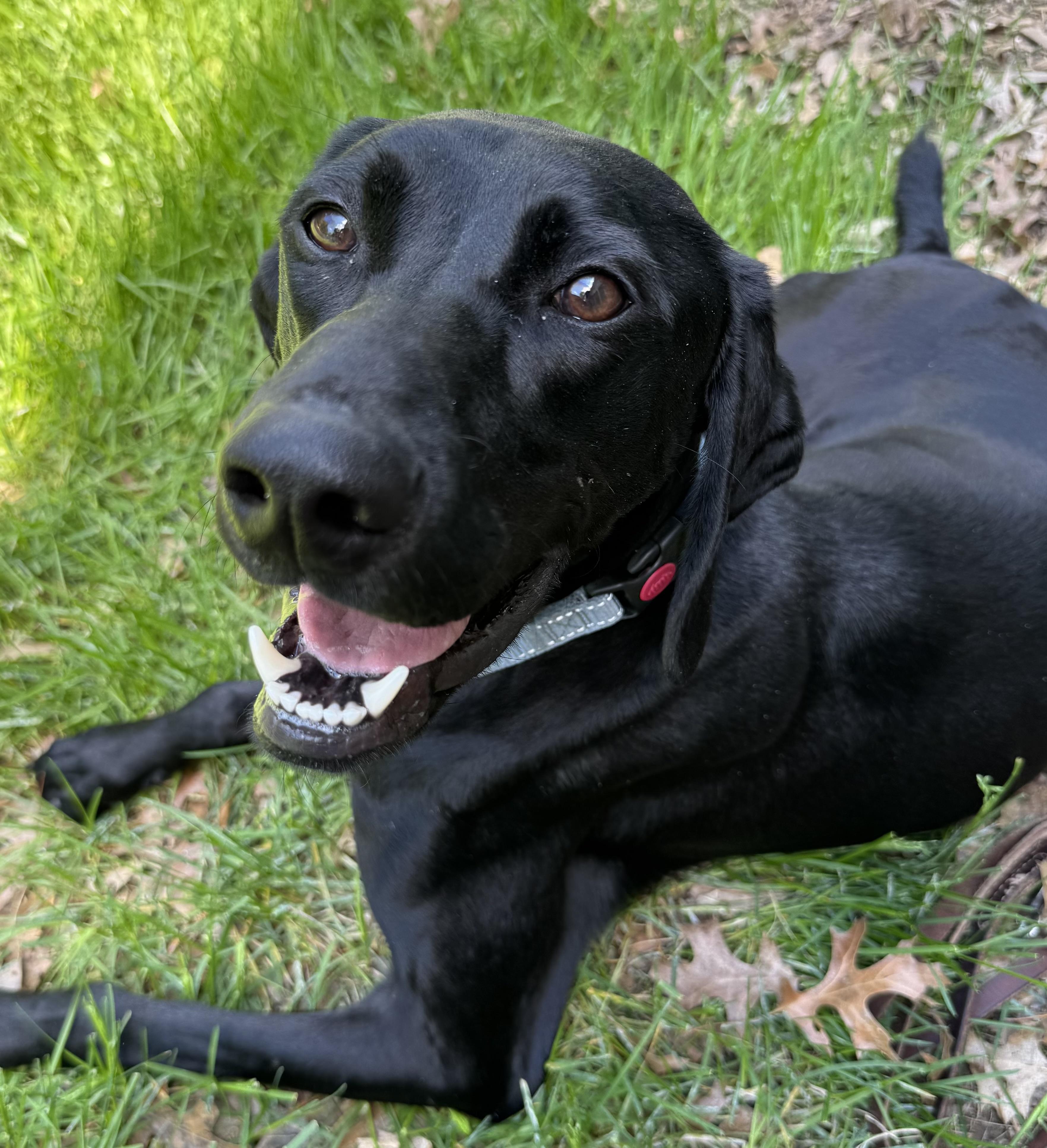 Spencer, adopted, Adult Male German Shorthaired Pointer & Mixed Breed.